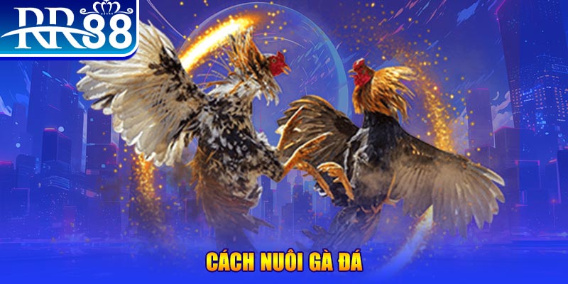 6623aaa Ws168 Đá Gà