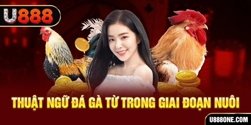 6623aaa xổ số miền bắc 90 ngày